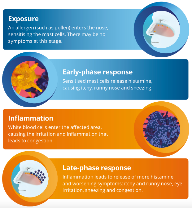 Stages of allergic response