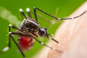The Zika virus has been linked to congenital defects